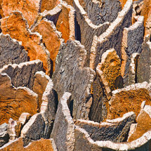 CORK OAK