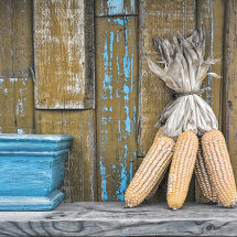CORN-COB