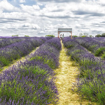 Field of lavender