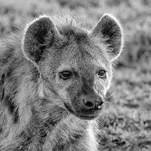 Hyena