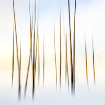IMPRESSIONS OF YELLOWSTONE