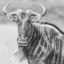 Wildebeest