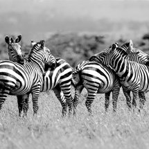 Zebra having a rest