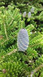 Blue-Cone