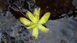 Common butterwort