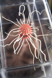 Curiosity Killed detail