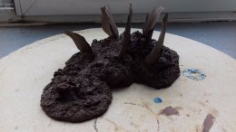 Fungus-shit