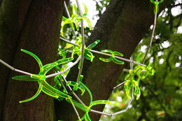 IKON Gallery commission