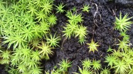 Sphagnum