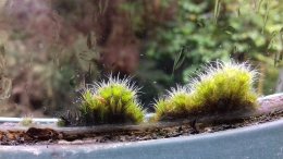 Window Moss