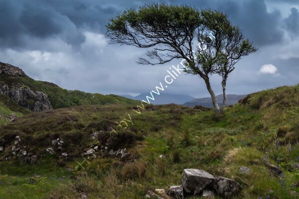 Commended - Windblown By Chris Owens