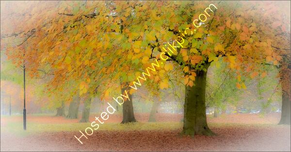 Highly Commended - The Stray By Jean Middleton