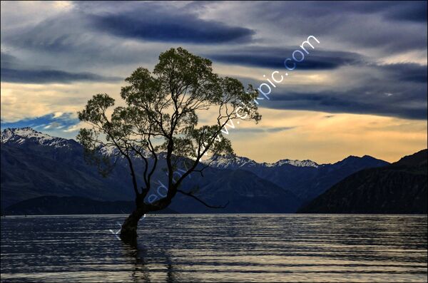 3rd Place - Wanaka Tree NZ By Dave Varney