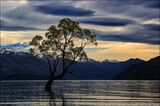 3rd Place - Wanaka Tree NZ By Dave Varney