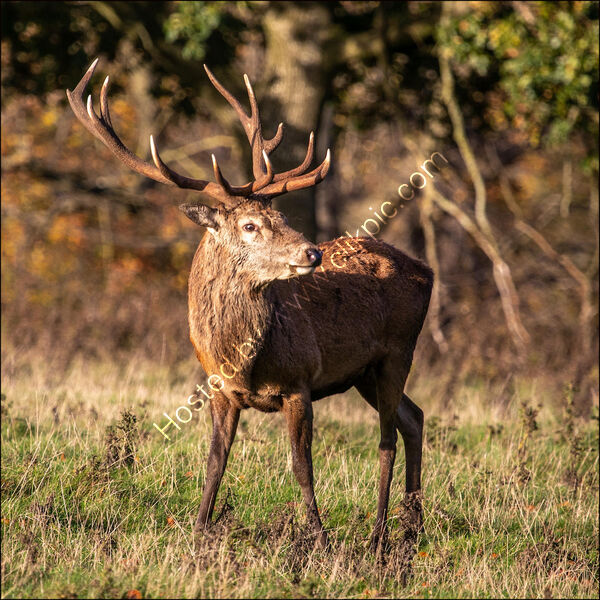 Commended Red Deer Stag, Fountains Abbey By Peter Evens