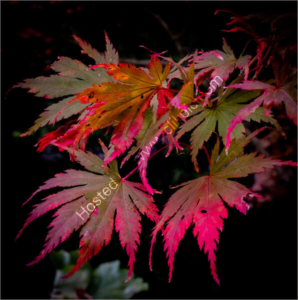 Joint 1st place - Subject - TREE(S) - Acer leaf - By Mary Podesta