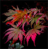 Joint 1st place - Subject - TREE(S) - Acer leaf - By Mary Podesta