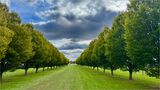 oint 1st place - Subject - TREE(S) - The Green Promenade - By Sue Mitchell