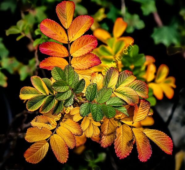 Joint 1st place - Subject - TREE(S) -  Autumn colours - By Liakat Parapia