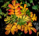 Joint 1st place - Subject - TREE(S) -  Autumn colours - By Liakat Parapia