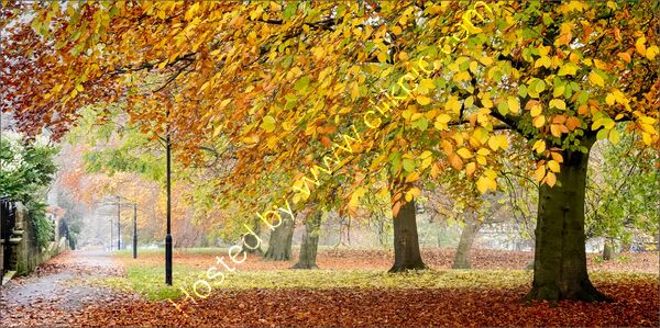 1st Place - Autumn Leaves By Jean Middleton