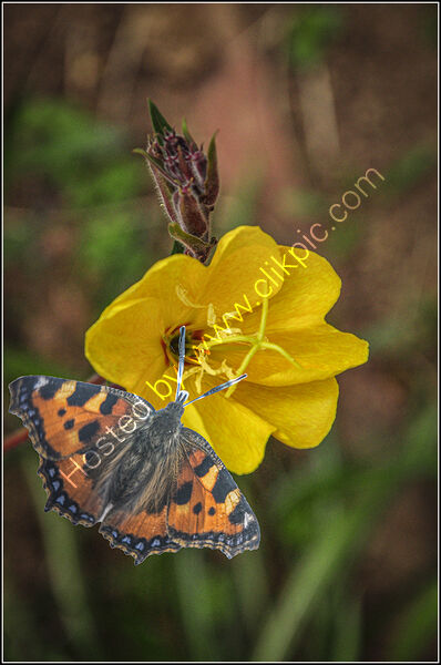 1st Place - Small tortoiseshell on evening primrose By Tony Jennings