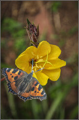 1st Place - Small tortoiseshell on evening primrose By Tony Jennings
