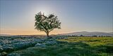 1st Place - Lone Tree, Malham By Peter Evans