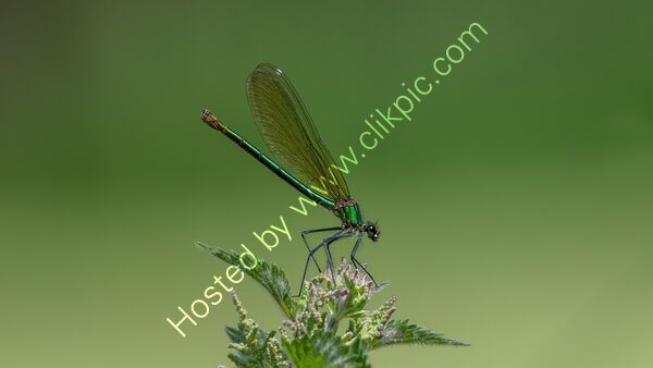 1st Place - Female Banded Demoiselle By Tony Collinson