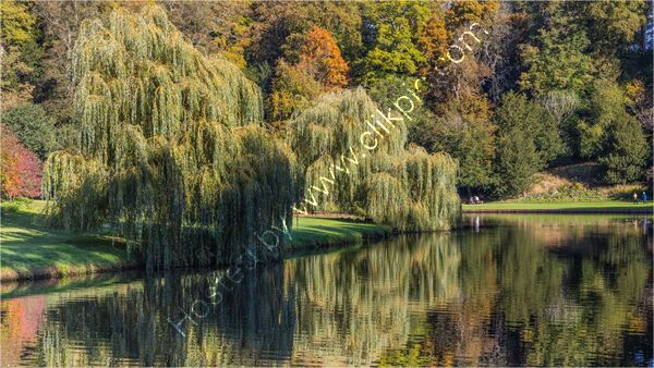 Joint 2nd place - Subject - TREE(S) - Willow Reflections - By Mary Podesta