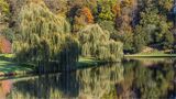 Joint 2nd place - Subject - TREE(S) - Willow Reflections - By Mary Podesta
