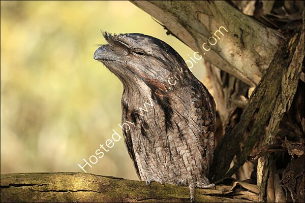 2nd Place - Tawny Frogmouth, Albany, WA  By Dave Varney