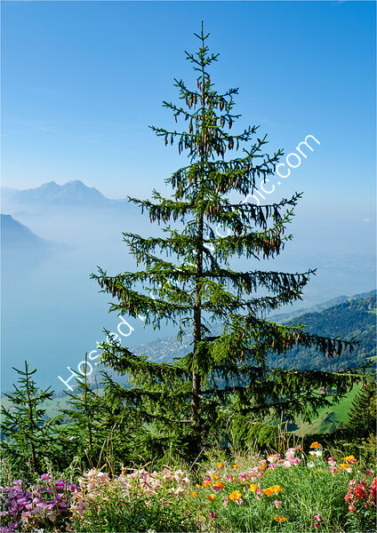 Joint 3rd place - Subject - TREE(S) - Lone Tree - By Derek Middleton