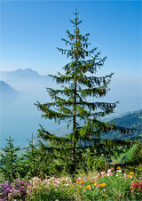 Joint 3rd place - Subject - TREE(S) - Lone Tree - By Derek Middleton