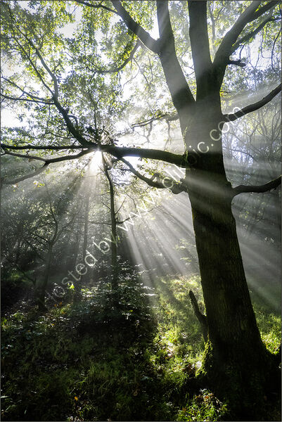Joint 3rd place Subject - TREE(S) - Sunbeams - By Jean Middleton
