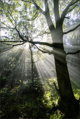 Joint 3rd place Subject - TREE(S) - Sunbeams - By Jean Middleton