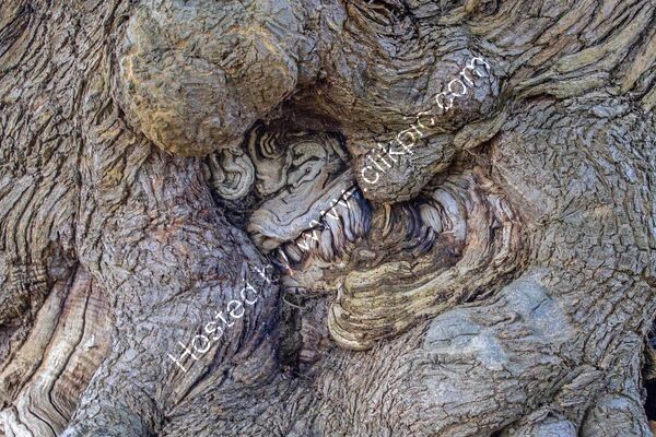 Joint 3rd place - Subject - TREE(S) - Mystical Roots - By Peter Evens