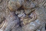 Joint 3rd place - Subject - TREE(S) - Mystical Roots - By Peter Evens