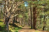 Joint 3rd place - Subject TREE(S) - Caledonian Avenue - By Andrew Thompson