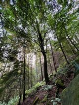 Joint 4th place - Subject - TREE(S) - Chevin Forest - By Christine Asher