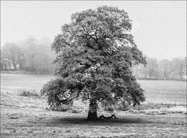 Joint 4th place - Subject - TREE(S) - Frosty Tree - By Jean Middleton