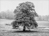 Joint 4th place - Subject - TREE(S) - Frosty Tree - By Jean Middleton
