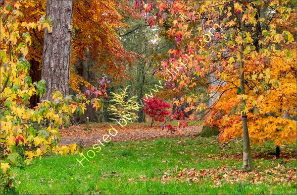 Joint 5th place - Subject - TREE(S) - Autumn Trees - By Jean Middleton
