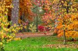Joint 5th place - Subject - TREE(S) - Autumn Trees - By Jean Middleton