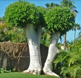 oint 5th place - Subject - TREE(S) - Wooden Legs - By Maureen Pollard