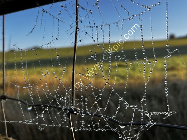 3rd Place - PDI - 2 Indras Web By Christine Asher