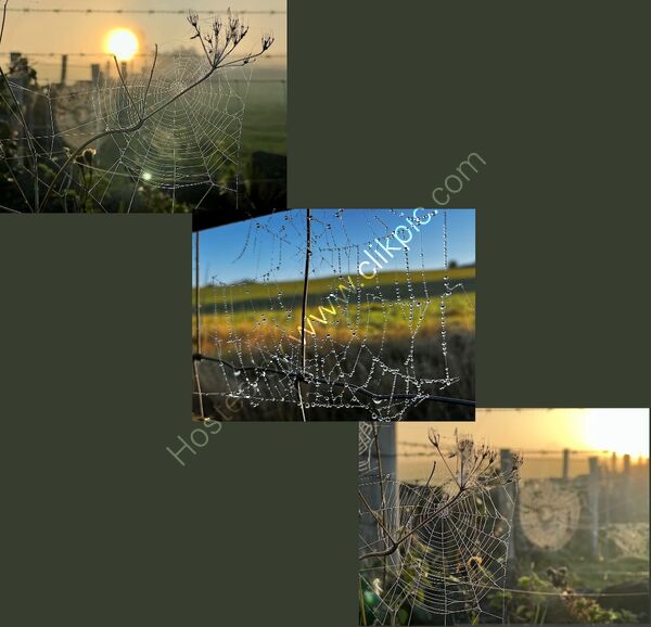 3rd Place - PDI - Triptych By Christine Asher