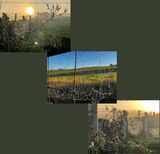 3rd Place - PDI - Triptych By Christine Asher