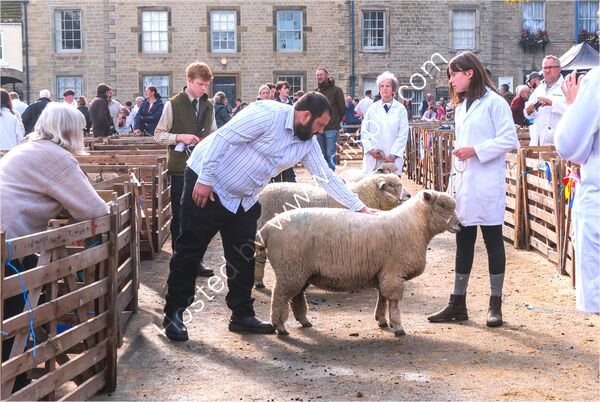 Commended - Judging at Masham By Mary Podesta