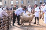 Commended - Judging at Masham By Mary Podesta